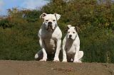 BOULEDOGUE AMERICAIN 327